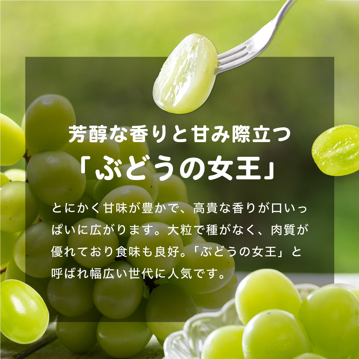 【ふるさと納税】先行予約 シャインマスカット 「ふくぷる」 500g〜1.5kg / 敦賀市産 生産者直送！ 福井の ブランドぶどう 【マスカット ぶどう ブドウ 葡萄 旬 フルーツ 果物 くだもの 果実 大粒 種なし 人気 訳あり お中元 ギフト 贈り物 贈答 新規】