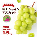 【ふるさと納税】【期間限定 / 数量限定】シャインマスカット 「ふくぷる」 500g~1.5kg / 敦賀市産 生産者直送! 福井の ブランドぶどう 【マスカット ぶどう ブドウ 葡萄 旬 フルーツ 果物 くだもの 果実 大粒 種なし 人気 訳あり お中元 ギフト 贈り物 贈答 新規 NEW】
