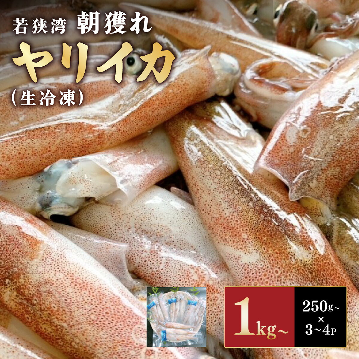 若狭湾の朝獲れヤリイカ（生冷凍）1kg以上（250g以上×3~4パック）【いか 真空パック 新鮮 お造り 炒めもの 塩焼き 煮もの 天ぷら から揚げ パスタ 海鮮 天然】