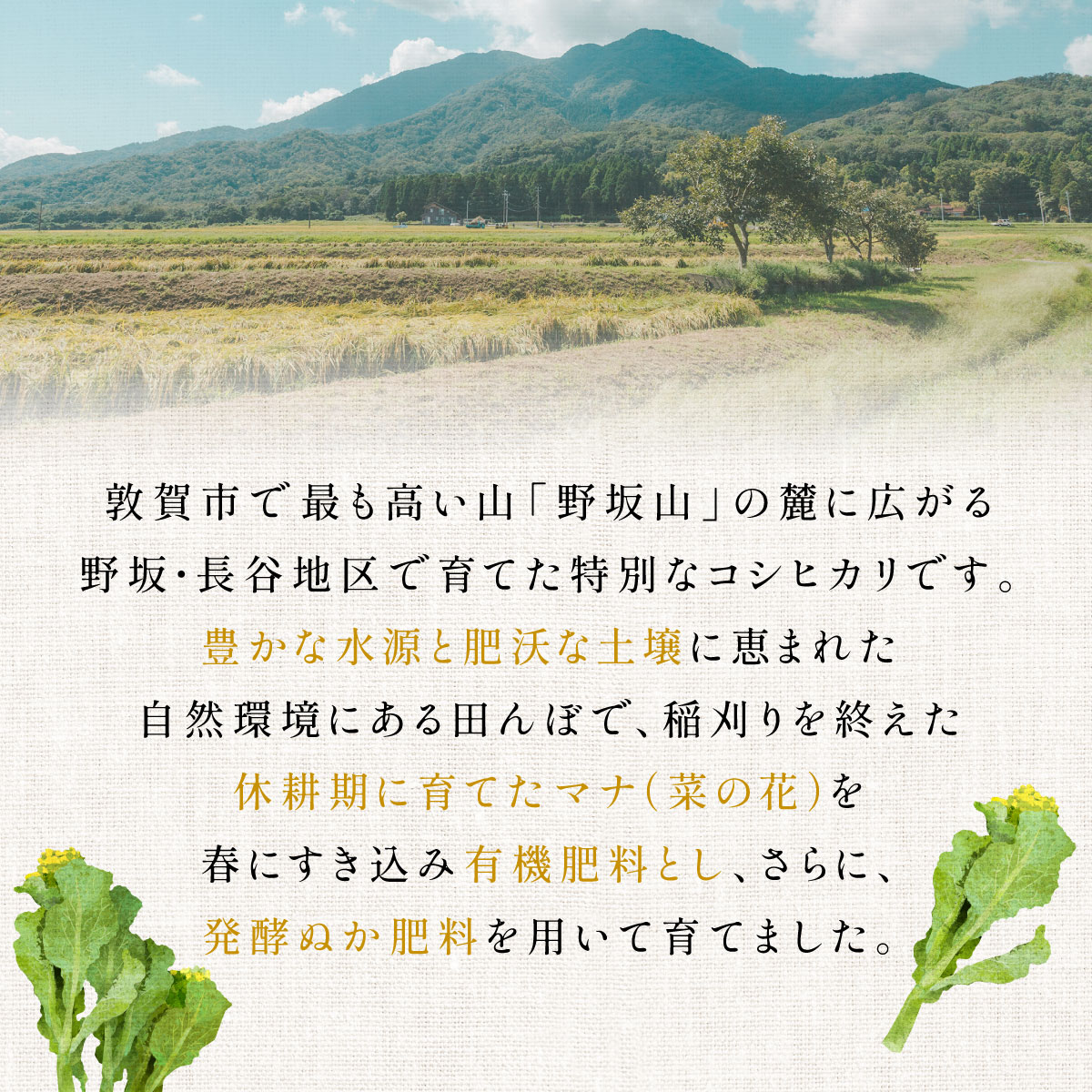 【ふるさと納税】令和7年産米 令和8年産米 自然米コシヒカリ 5kg【新米 米 コメ お米 白米 ご飯 飯 こしひかり ブランド米 国産 北陸 お中元 お歳暮 ギフト 定期便 贈り物 贈答 NEW 新規】 f182028-tsuruga-10001253 福井県敦賀市 サンプル画像3