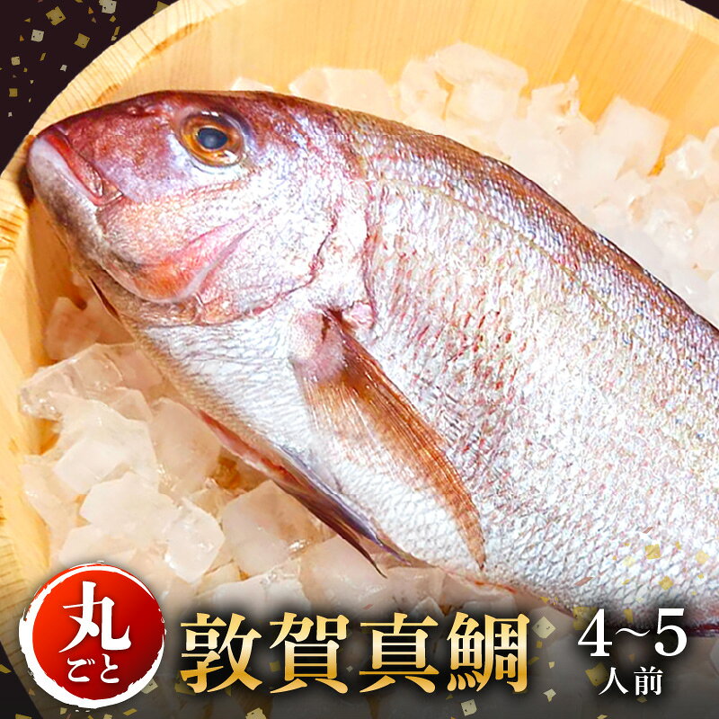 【訳あり】真鯛 下処理済 丸ごと1匹(700g以上) コロナ緊急支援 敦賀真鯛 瞬間冷凍で鮮度抜群! アウトドア キャンプ BBQ 塩釜焼 にもどうぞ! マダイ タイ