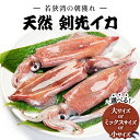 【ふるさと納税】若狭湾の 朝獲れ 剣先イカ(生冷凍)1kg以上 < 大きさが選べるセット:大 / ミックス(中&小)/ 小 >【いか ゲソ 白いか 赤いか マイカ 海鮮 真空パック 新鮮 冷凍 お造り 炒めもの 塩焼き 煮もの 天ぷら から揚げ パスタ 天然 NEW 新規】