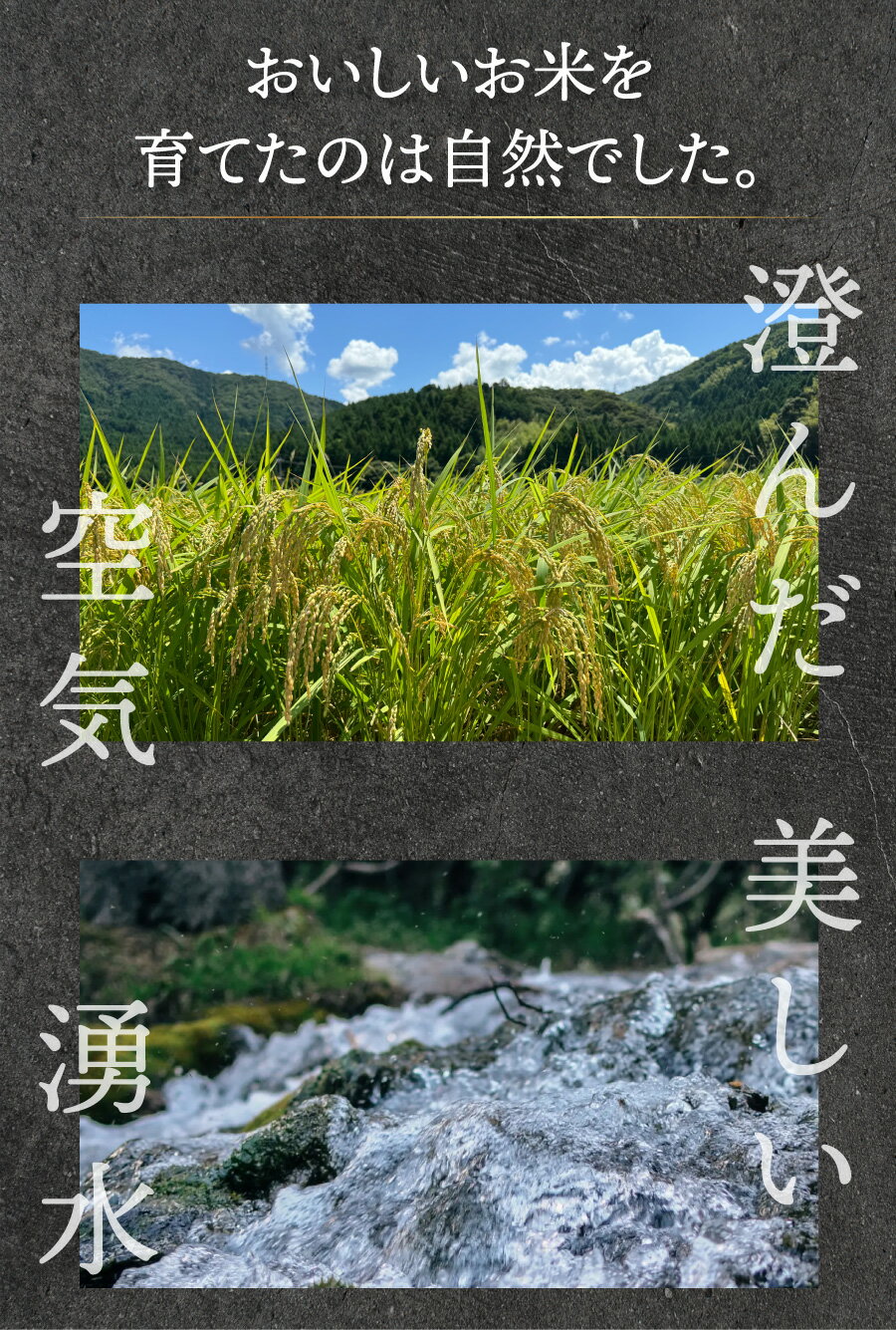 【ふるさと納税】福井県産 コシヒカリ 精米 / 無洗米 / 玄米 ＜令和7年産 新米 先行予約 / 数量限定 ＞ [ 1kg / 5kg / 10kg / 30kg / 定期便 ]【米 コメ お米 精米 白米 無洗米 玄米 ご飯 飯 こしひかり ブランド米 国産 お中元 お歳暮 ギフト 贈り物 贈答 NEW 新規】