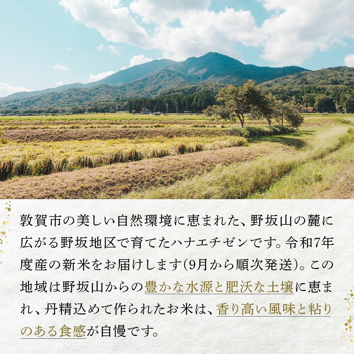 【ふるさと納税】【令和7年産 令和8年産】『 ハナエチゼン 』精米 5kg〜 福井県敦賀市産 ＜選べる 単品 定期便＞【新米 米 コメ お米 白米 ご飯 飯 華越前 ブランド米 国産 北陸 お中元 お歳暮 ギフト 贈り物 贈答】 f182028-tsuruga-10001189 福井県敦賀市 サンプル画像3