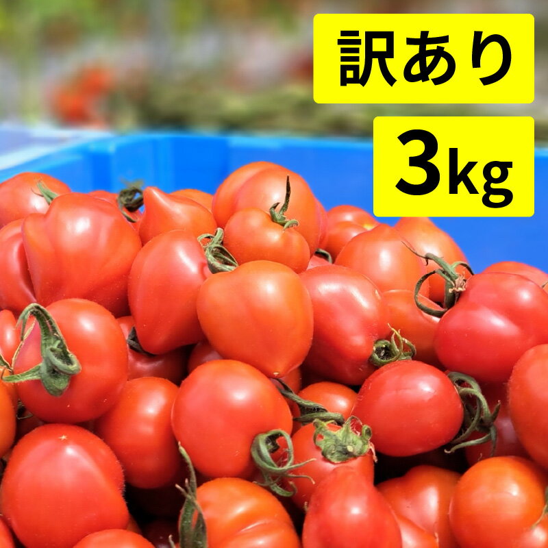 【ふるさと納税】【訳あり】めぐみでぃトマト 3kg 若狭の恵 越のルビー / トマト 発送 直送 トマトペースト リコピン 越のルビー 産地直送 訳あり とまと ミディトマト スープ 野菜 3キロ 夏 自家栽培 福井 小浜 ハウス栽培 規格外 不揃い 3kg 1kg [A-002005]