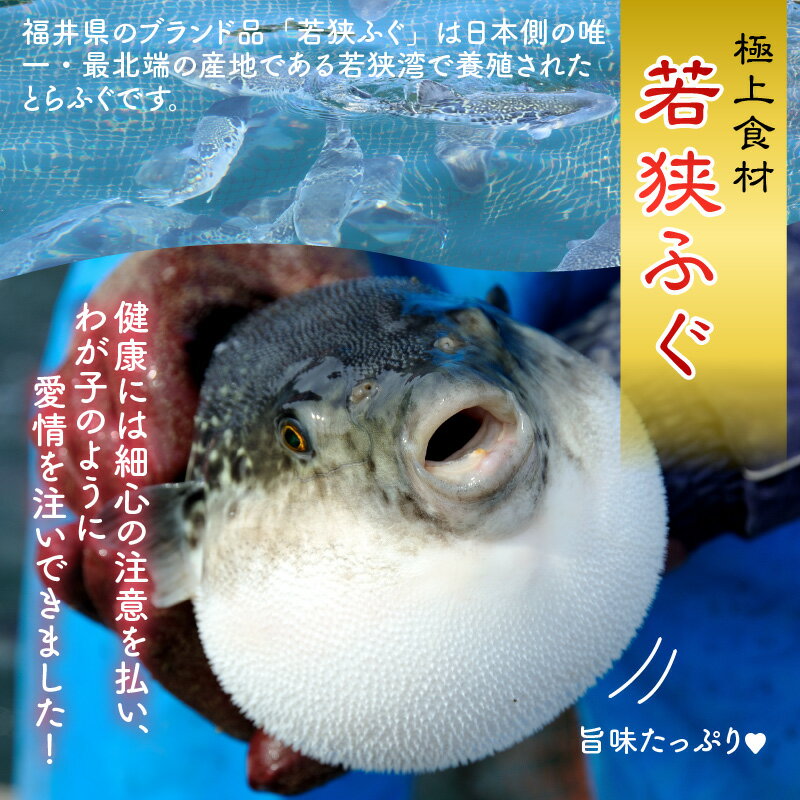 【ふるさと納税】若狭ふぐ鍋セット2人前 ｜ 海鮮 食品 魚介 高級 魚 新鮮 豪華 贅沢 鮮魚 ふぐ 河豚 とらふぐ 若狭ふぐ 刺身 ふぐ皮 ひれ 酒 皮刺し ポン酢 もみじおろし きざみねぎ ブランド 冷蔵 配送 料理 お取り寄せ 旬 送料無料 ふぐちり フグ [A-005003]