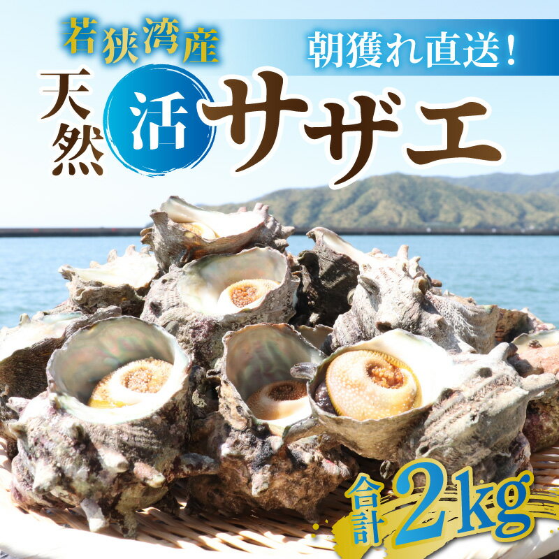 【ふるさと納税】【先行予約/2025年6月中旬より順次発送】【期間限定】朝獲れ直送!若狭の天然活 サザエ 2kg 【配送不可地域：北海道・沖縄・離島】 小浜市 / 桝屋商店 [BFAO015]のサムネイル