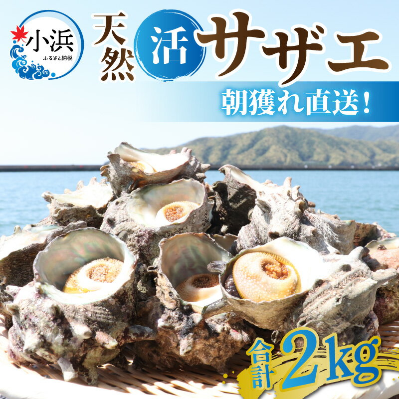 内容量 サザエ2kg（15〜30個程度） 消費・賞味期限 出荷日より4日 原材料 サザエ（若狭湾産） アレルギー 該当なし 配送温度帯 冷蔵 配送時期 6月より順次発送いたします。 配送外地域 北海道、沖縄、離島 提供事業者 若狭おばま「うお匠　桝屋」 お礼品の特徴 寒流と暖流の交わる若狭の海。そのリアス式のミネラル豊富な若狭湾で育ったサザエ。地元の漁師さんが素潜りで獲ってくるサザエには若狭の海の香りが詰まっています。身のコリコリ感がたまらない。一度食べたらやみつきになること間違いなし。BBQをする際にもおすすめです。刺身やつぼ焼き、炊き込みご飯など様々な召し上がり方で、お楽しみください。 不慣れな方でも安心していただけるよう、 サザエの捌き方、調理法の冊子もお付けして冷蔵便にてお届けいたします。 ■生産者の声 私共、桝屋は記録が残っているもので、昭和初期よりここ若狭小浜にて魚市場を営み、現在も鮮魚、活魚、干物、漬魚、笹漬け等、小浜港で獲れた魚を中心に実店舗で加工、販売し、又全国に発送もしております。 どうぞ、若狭小浜の味をご賞味ください。 ■注意事項/その他 ※大幅に出荷が遅れる場合はメールもしくはお電話にてご案内いたします。 ※配達日指定は原則できませんので、ご理解の上お申し込みください。 ・ふるさと納税よくある質問はこちら ・寄付申込みのキャンセル、返礼品の変更・返品はできません。あらかじめご了承ください。【ふるさと納税】【先行予約】【期間限定】朝獲れ直送!若狭の天然活サザエ 2kg ｜貝 さざえ 酒の肴 おつまみ バーベキュー 2キロ [A-012024]