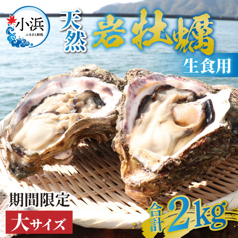 [先行予約][期間限定]若狭の天然岩牡蠣(生食用)2kg 6〜8個入り |貝 カキ かき 酒の肴 おつまみ バーベキュー 新鮮 2キロ 牡蠣 冷蔵 送料無料 [A-012025]