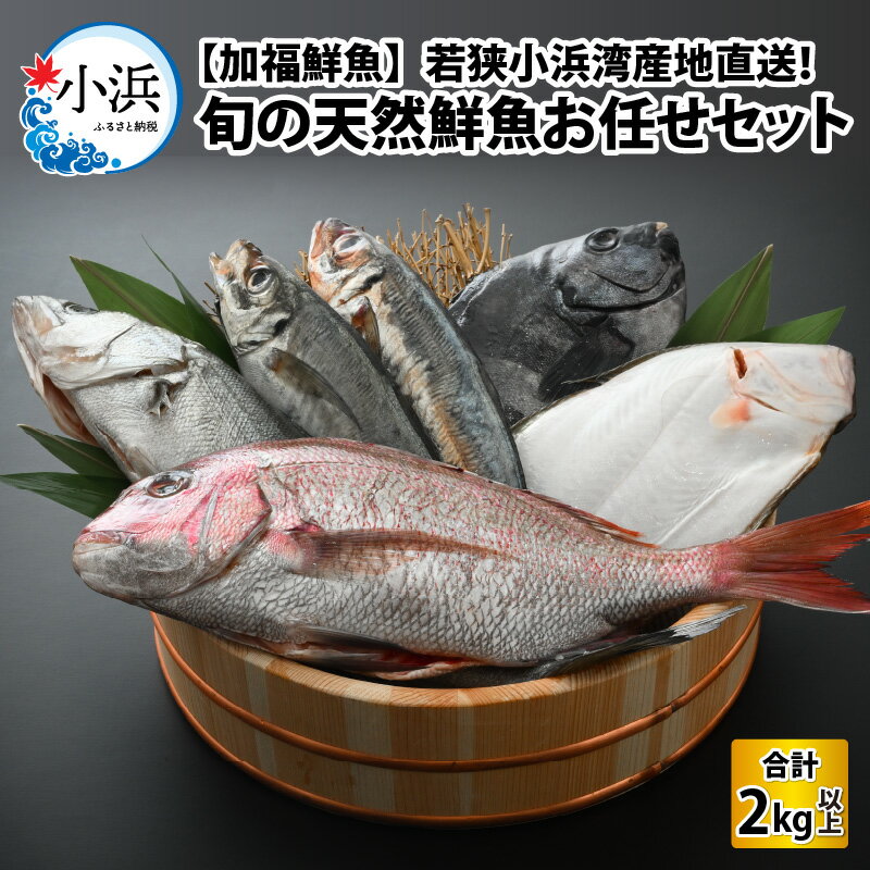 [加福鮮魚]「若狭小浜湾産地直送」旬の天然鮮魚お任せセット! 計2kg以上|地魚 下処理済み 刺身 煮魚 焼き魚 旬 タイ アジ トビウオ ハマチ サゴシ タイ ハタハタ マグロ 甘エビ ヒラメ サワラ アオハタ サバ メバル イカ タラ カワハギ [B-015001]