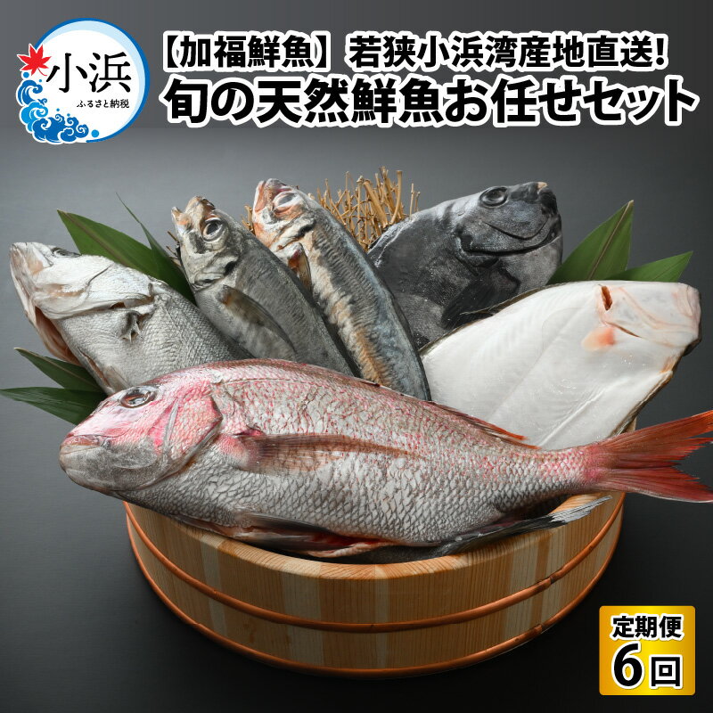 【ふるさと納税】《定期便》全6回(隔月発送)【加福鮮魚】「若