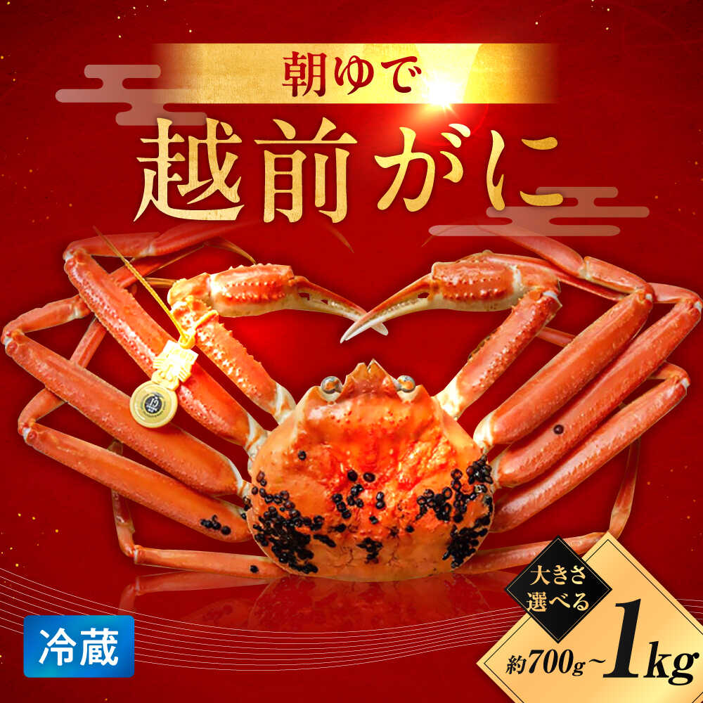 [年内配送][容量が選べる]朝ゆで越前がに1杯(700g / 800g / 1kg)| かに 蟹 カニ ズワイガニ オス 雄 1杯 ずわいがに ずわい蟹 国産 福井 送料無料 [配送不可地域:北海道・沖縄・離島] [BFAA002]