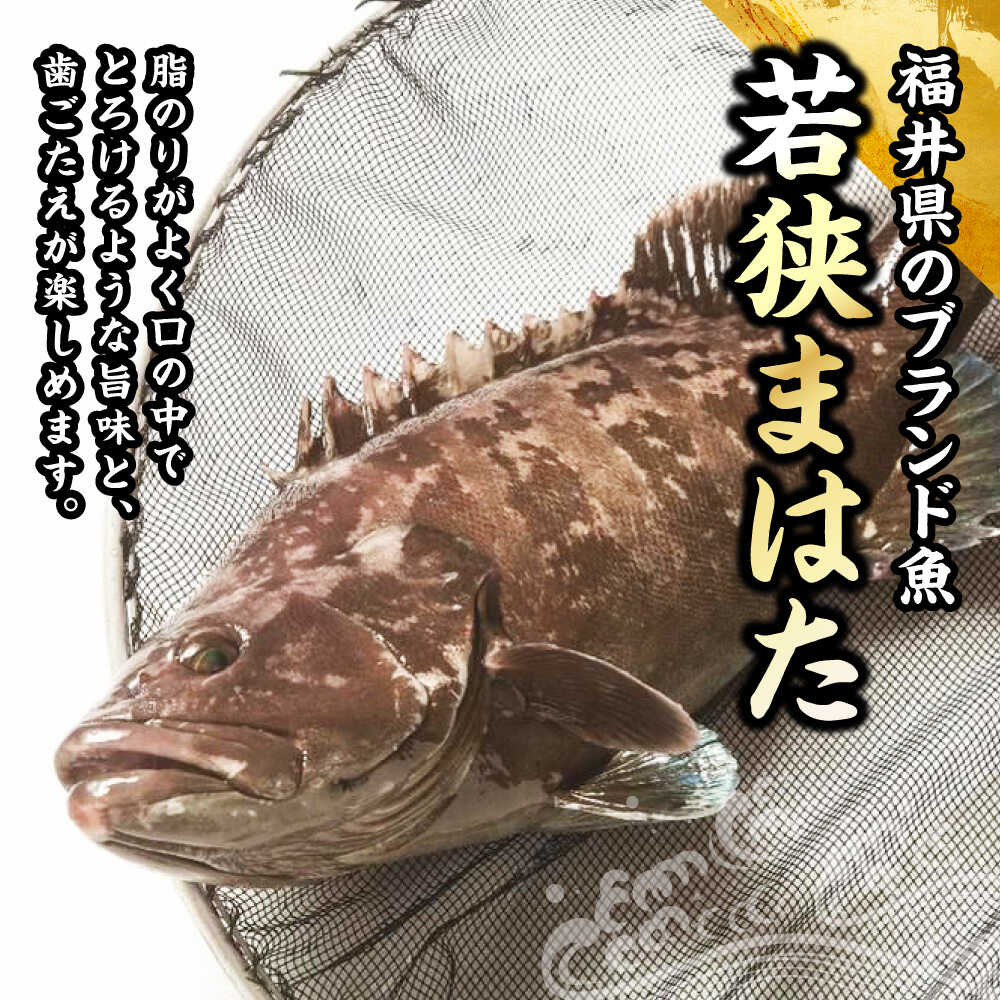【ふるさと納税】【着日指定可能】【冷蔵でお届け】若狭まはた刺身と姿煮のセット2人前 / 産地直送 ブランド まはた マハタ 体験 海鮮 魚介 魚 刺身 冷蔵 お取り寄せ 旬 送料無料 小浜市 / 若狭ふぐの宿 下亟 【配送不可地域：北海道・沖縄・離島】 [BFAF018] f182044-obama-10002508 福井県小浜市 サンプル画像2