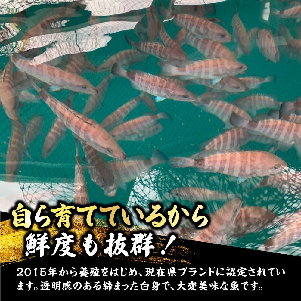 【ふるさと納税】【着日指定可能】【冷蔵でお届け】若狭まはた刺身と姿煮のセット2人前 / 産地直送 ブランド まはた マハタ 体験 海鮮 魚介 魚 刺身 冷蔵 お取り寄せ 旬 送料無料 小浜市 / 若狭ふぐの宿 下亟 【配送不可地域：北海道・沖縄・離島】 [BFAF018] f182044-obama-10002508 福井県小浜市 サンプル画像3