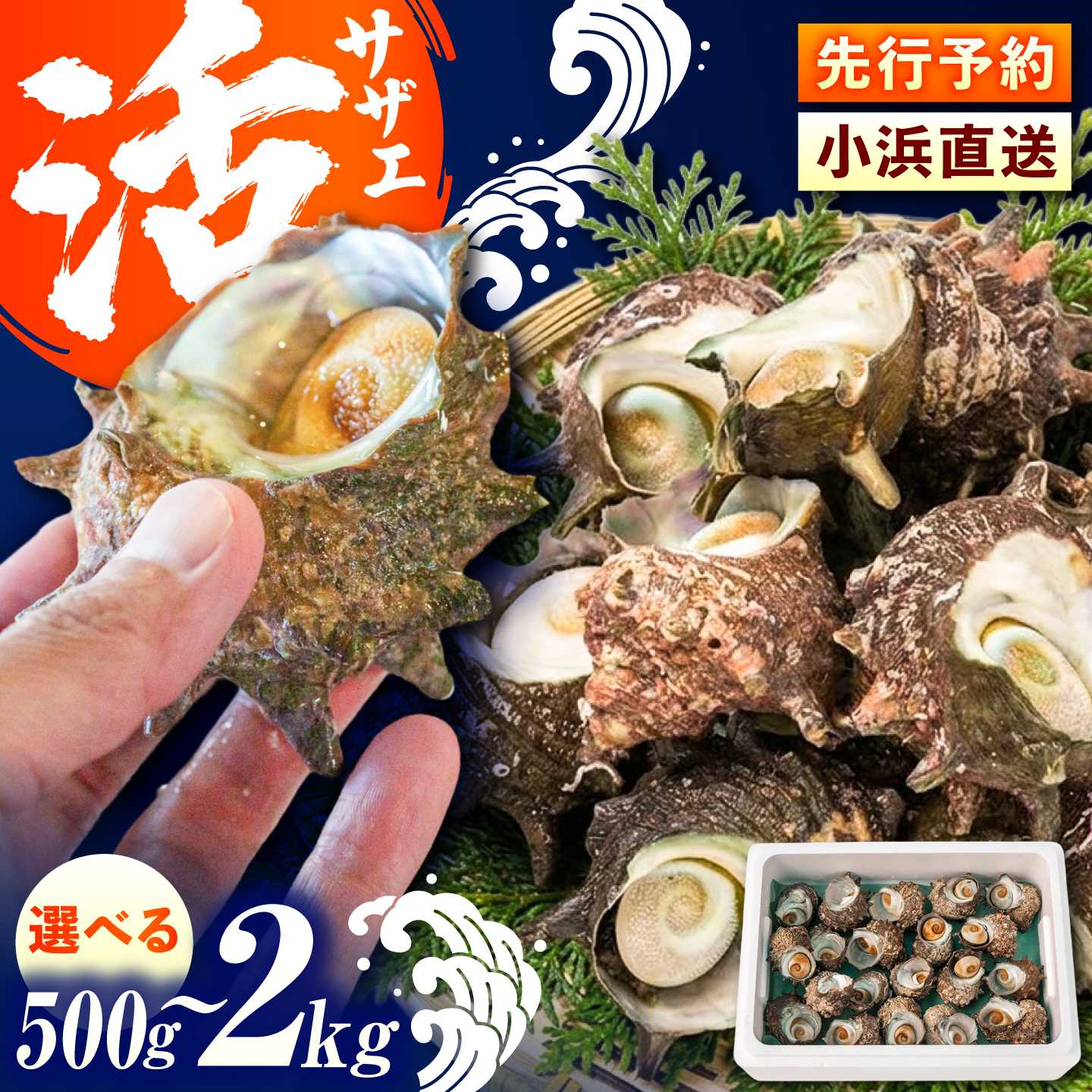 若狭湾産 サザエ 500g