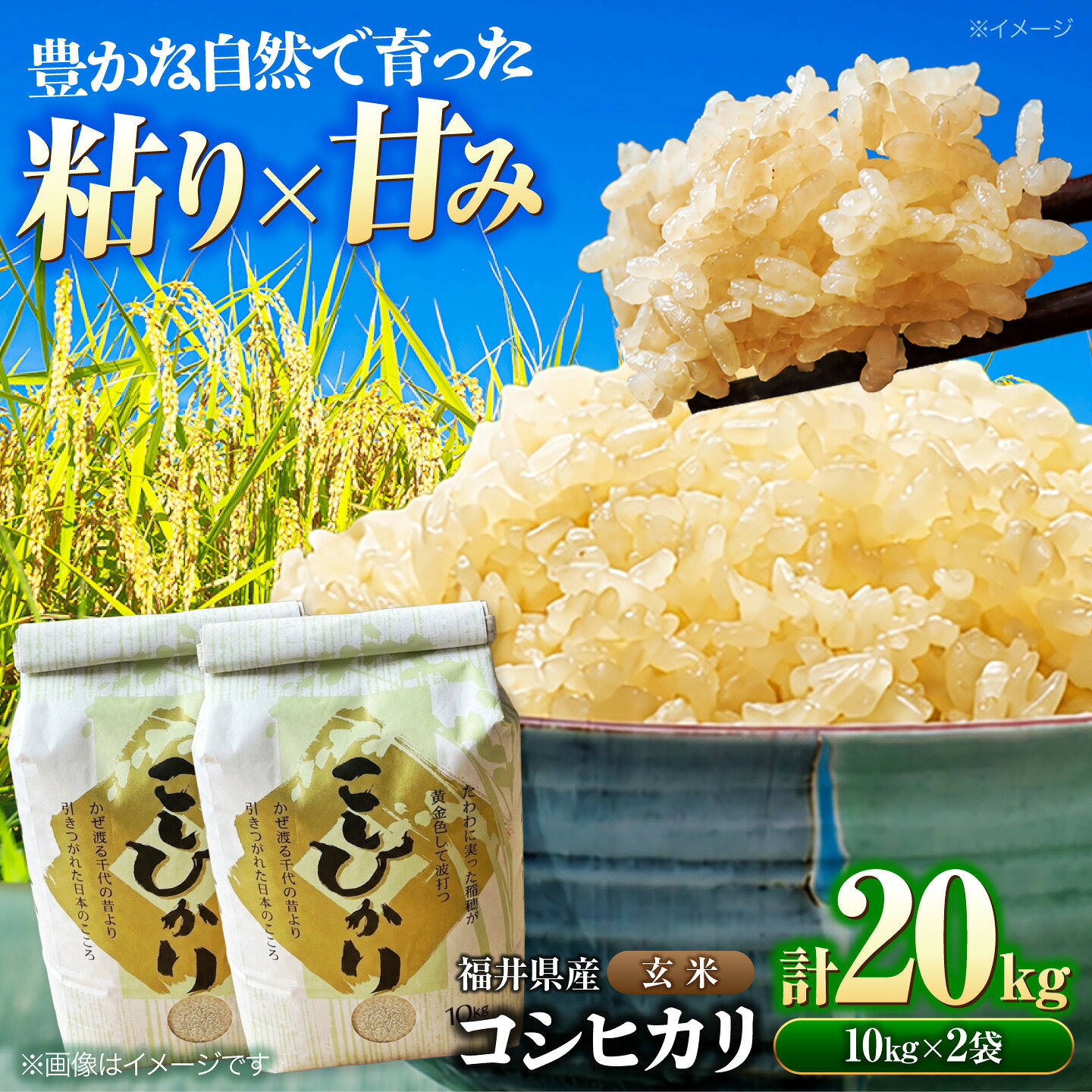 [先行予約/9月中旬以降発送]福井県産 コシヒカリ 玄米 10kg×2 (20kg)米 お米 こしひかり / 小浜市[BFDG008]