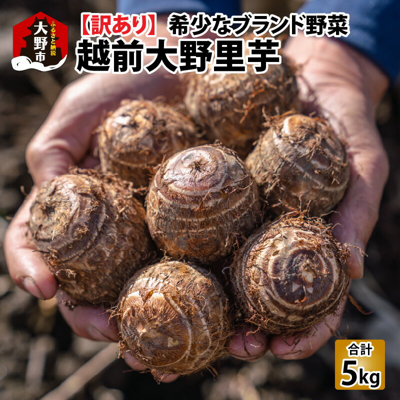 [先行予約]訳あり!越前大野里芋 5kg[土付][11月〜年内出荷] | 里芋 野菜 根菜 送料無料 [A-001067]