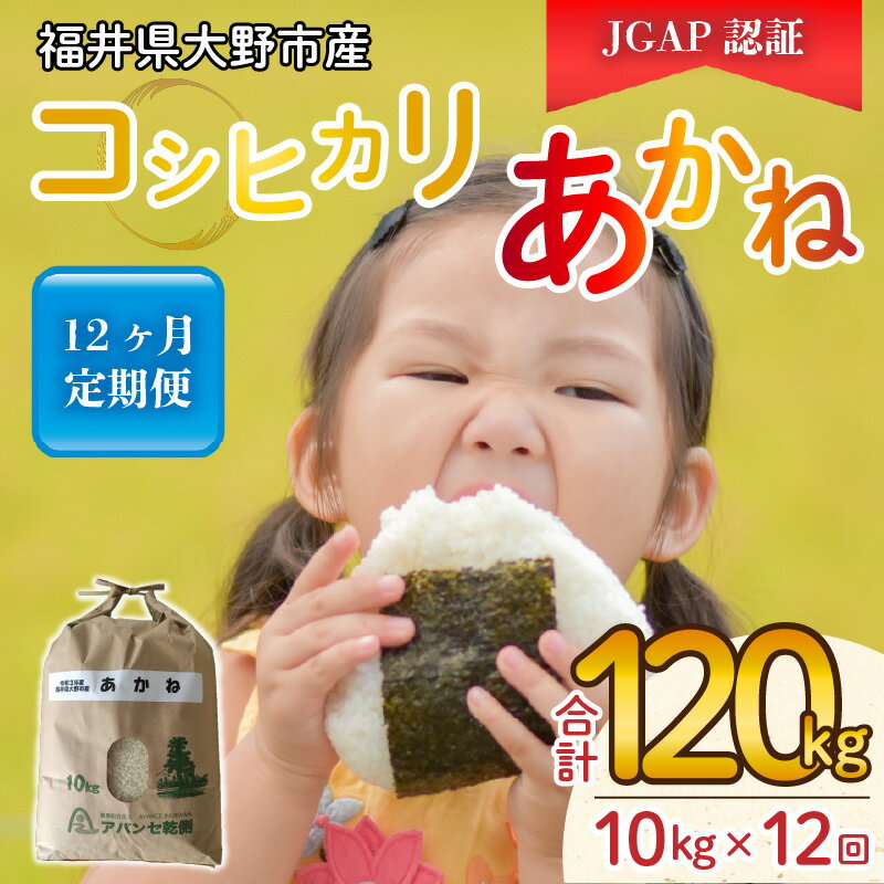 【ふるさと納税】【令和5年産】【12ヶ月定期便】福井県大野市産 JGAP認証 コシヒカリ「あかね」10kg 【定期便・お米・コシヒカリ・米・12ヶ月・12回・1年・120kg】 [K-007001]