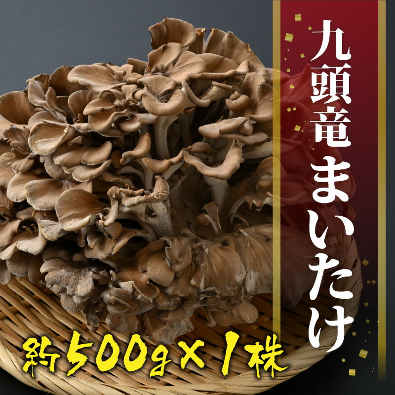 【ふるさと納税】九頭竜まいたけ 1株入り [A-038003]| まいたけ きのこ 舞茸 香り 最上級 歯ごたえ 天ぷら おすすめ 九頭竜 山菜 秋の味覚 ビタミンD βグルカン