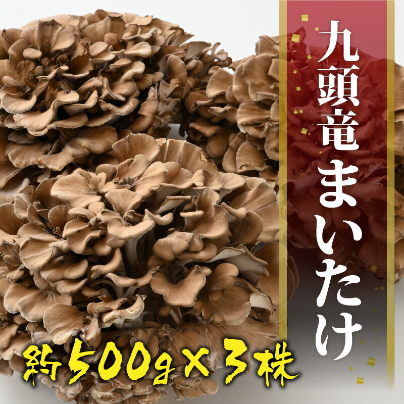 【ふるさと納税】九頭竜まいたけ 3株入り [A-038004]| まいたけ きのこ 舞茸 香り 最上級 歯ごたえ 天ぷら おすすめ 九頭竜 山菜 秋の味覚 冷凍保存 ビタミンD βグルカン