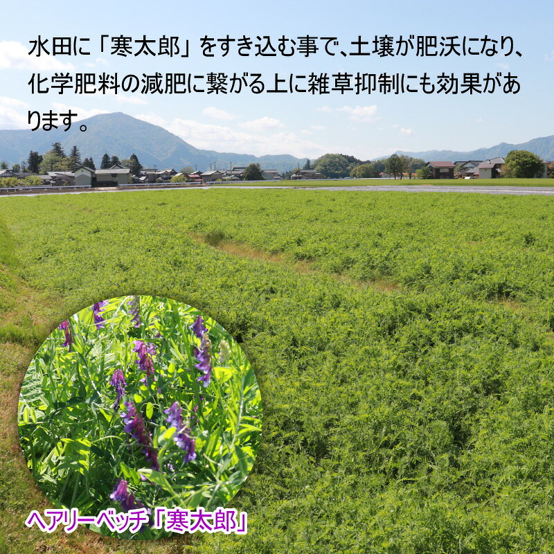 【ふるさと納税】【先行予約】【選べる精米方法・内容量・お届け回数】【令和8年産　新米】減農薬・減化学肥料の特別栽培コシヒカリ 白米 玄米 定期便 農家直送 福井県大野市産 [M-004001] | お米 特別栽培 コシヒカリ 白米 f182052-ono-10001234 福井県大野市 サンプル画像3