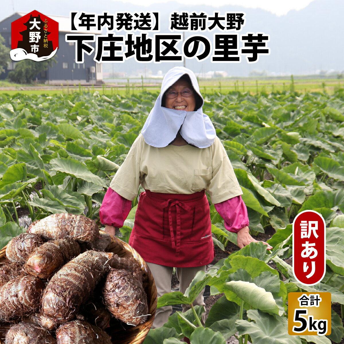 ڤդ뤵Ǽǡۡͽۡǯȯۡ۱϶Τ 5kg ̵ MLL [A-095001]