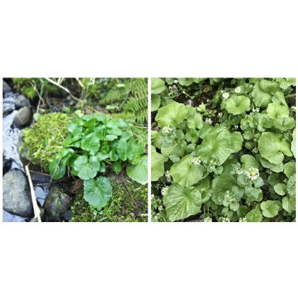 【2名様】普段着で、しな〜っと体験(2) わさび新芽摘みとわさび漬け体験 【体験チケット】 お届け:2020年8月中旬〜2021年3月末