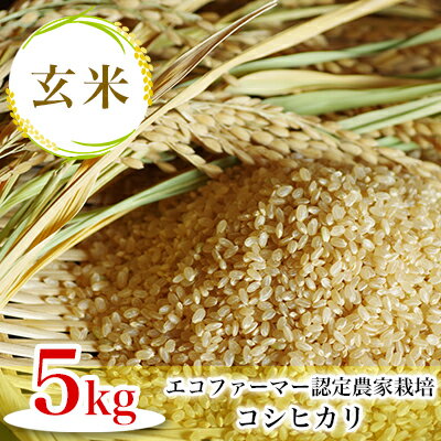 【ふるさと納税】エコファーマー認定農家栽培　コシヒカリ【玄米】5kg　【のし・お米・コシヒカリ・遺伝子組み換え・化学肥料・エコファーマー認定・無農薬・玄米】[A-001036]･･･