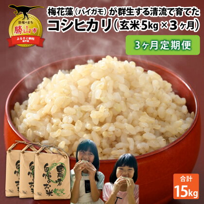 【先行予約】令和6年産 梅花藻が群生する清流で育てたコシヒカリ（玄米 5kg）3か月定期便 ※2024年9月下旬以降順次発送予定 | 新米 国産 福井県産 お米 おこめ ブランド米 ごはん ご飯 お取り寄せ 農家 直送 5kg×3回 5キロ×3回 袋包装 人気 品種 送料無料