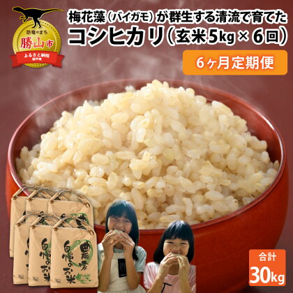 【先行予約】令和6年産 梅花藻が群生する清流で育てたコシヒカリ（玄米 5kg）6か月定期便 ※2024年9月下旬以降順次発送予定 | 新米 国産 福井県産 お米 おこめ ブランド米 ごはん ご飯 お取り寄せ 農家 直送 30キロ 袋包装 人気 品種 送料無料