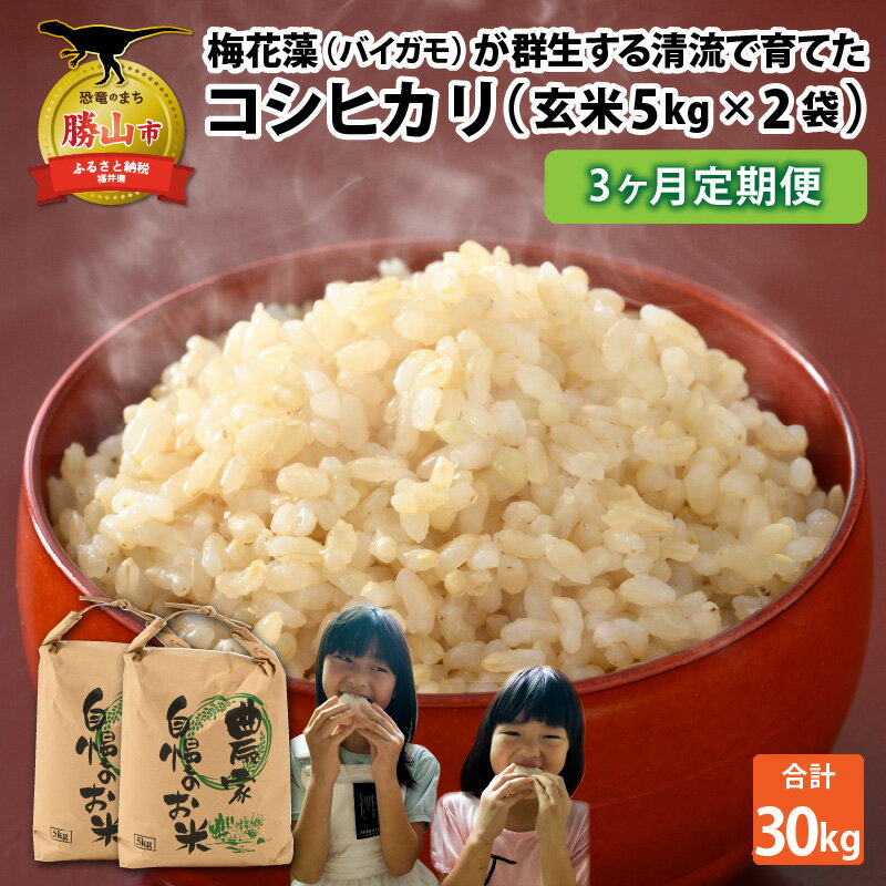 【ふるさと納税】【先行予約】令和6年産 梅花藻が群生する清流で育てたコシヒカリ（玄米 5kg ×2袋）3...