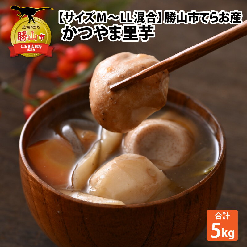 【ふるさと納税】【先行予約】勝山市てらお産 かつやま里芋 5kg×1箱（サイズM～LL混合） / 里芋 さといも いも 芋 煮物 おすすめ返礼品 福井県産 勝山市産 和食 野菜 根菜 料理 北陸 福井県 勝山市 ※2024年11月中旬より順次発送のサムネイル