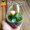 【ふるさと納税】恐竜+苔+天然石が作り出す、癒やしの自然空間! ジュラリウム Mサイズ | テラリウム 植物 完成品 苔テラリウム 観葉植物 記念品 おしゃれ ...
