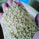 【ふるさと納税】白山の恵み 令和元年産 新米コシヒカリ(精米