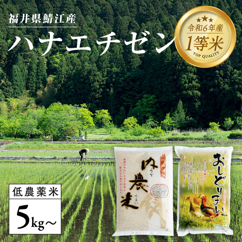 【ふるさと納税】【令和6年産の新米！】福井県産 おしどり米 ハナエチゼン 5kg＋黒米300g / 内農米ハナエチゼン 5kg＋黒米300g / 10kg ［C-00507］ / ハナエチゼン 減農薬米 有機栽培 白米 新米 白米 精米 ご飯 コメ ごはん ライス 産地直送 鯖江市