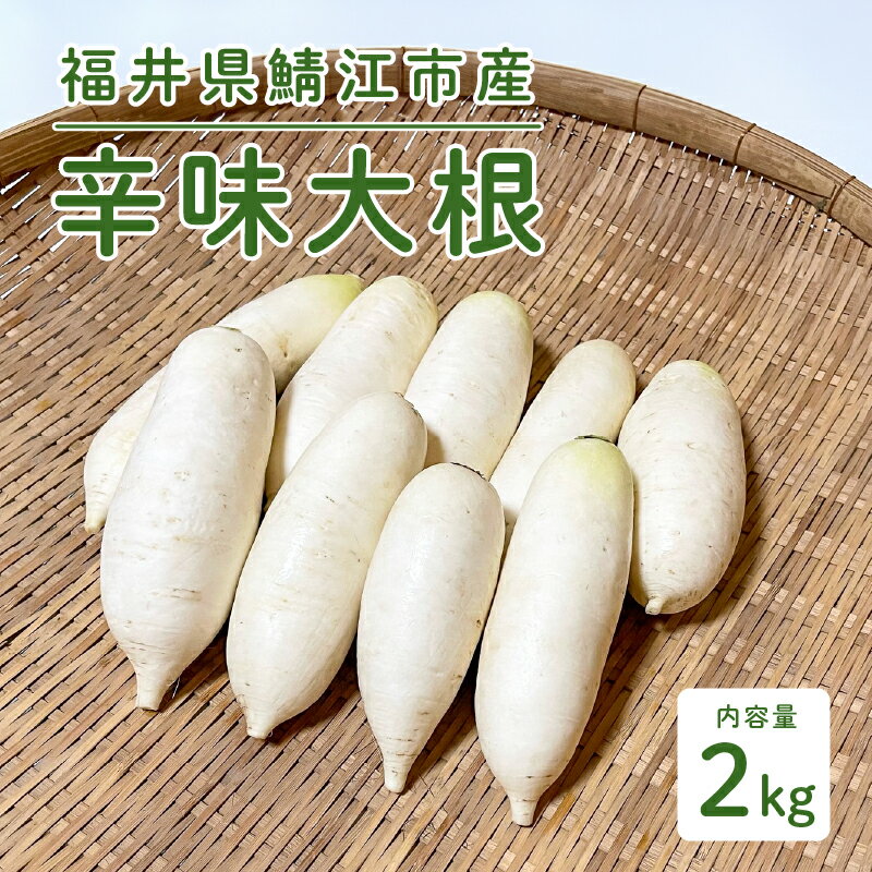 【ふるさと納税】おろしそばに最適! 福井県産 辛味大根 2kg [A-10204]/おろしそば 辛味大根 美味しい野..