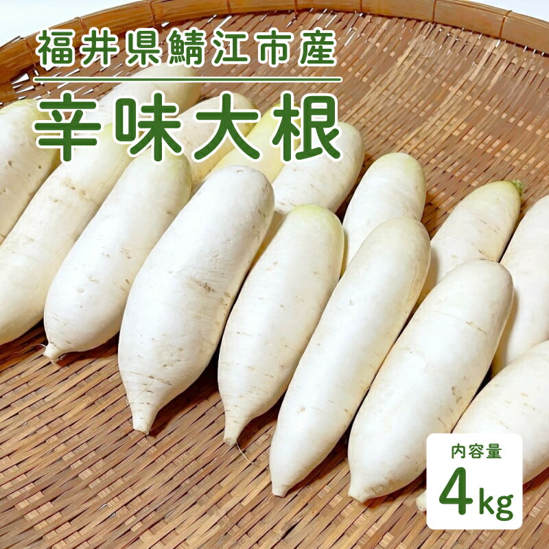 【ふるさと納税】おろしそばに最適! 福井県産 辛味大根 4kg [B-10201]