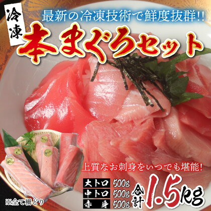 【刺身用】 本マグロセット（大トロ 500g + 中トロ 500g + 赤身 500g）計1.5kg【最新の冷凍技術】 / 国産 グルメ マグロ [H-11004]