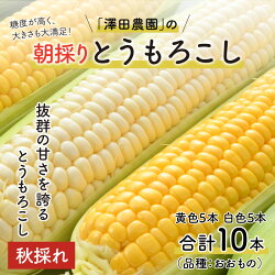 【ふるさと納税】【先行予約】秋とうもろこし 黄色 白色 計10本 おおもの 朝採り ／ 期間限定 数量限定 ハウス栽培 産地直送 甘い ミックス スイートコーン 白い とうもろこし ホワイトコーン 野菜 あわら ※2023年10月10日より順次発送･･･ 画像1