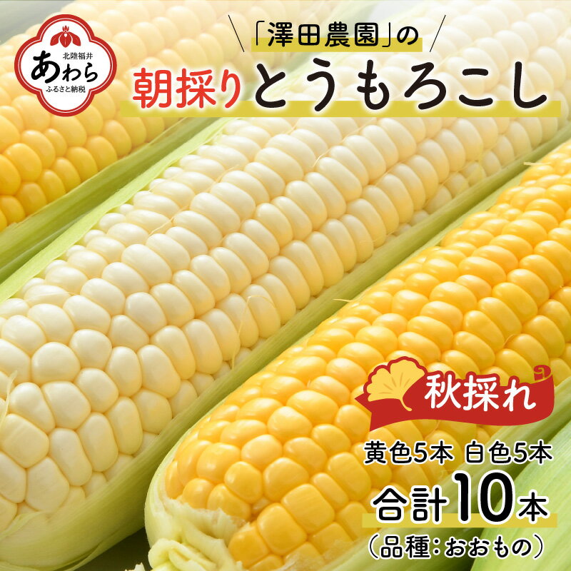 【先行予約】秋とうもろこし 黄色 白色 計10本 おおもの 朝採り ／ 期間限定 数量限定 ハウス栽培 産地直送 甘い ミックス スイートコーン 白い とうもろこし ホワイトコーン 野菜 あわら ※2024年10月10日より順次発送