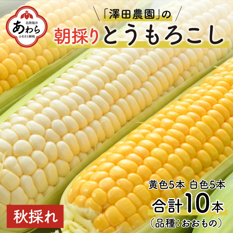 【ふるさと納税】【先行予約】秋とうもろこし黄・白色 計10本 皮ごとチン！≪甘さに絶対の自信≫ 朝採り直送