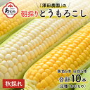 【ふるさと納税】【先行予約】秋とうもろこし 黄色 白色 計10本 おおもの 朝採り ／ 期間限定 数量限定 ハウス栽培 産地直送 甘い ミックス スイートコーン 白い とうもろこし ホワイトコーン 野菜 あわら ※2023年10月10日より順次発送･･･