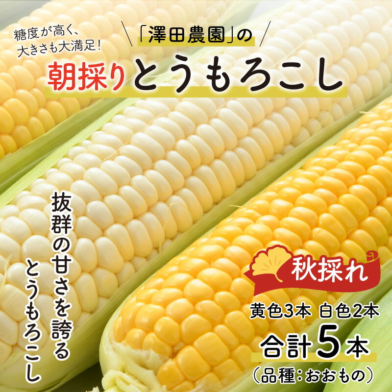 【ふるさと納税】【先行予約】秋とうもろこし 黄色 白色 計5本 おおもの 朝採り ／ 期間限定 数量限定 ハウス栽培 産地直送 甘い ミックス スイートコーン 白い とうもろこし ホワイトコーン 野菜 あわら ※2024年10月10日より順次発送