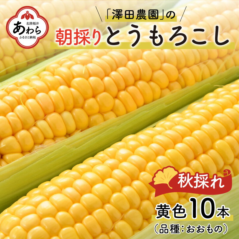 【数量限定】【期間限定】【オンライン決済限定】 糖度も高く、大きさも大満足の澤田農園イチオシのとうもろこし「おおもの」。 白色のとうもろこしも美味しいですが、澤田農園の黄色とうもろこしは、抜群の甘さを誇ります。 糖度は、フルーツ以上にもなる非常に甘いとうもろこしです。 ※天災や天候不順などで不作となり、農作物が収穫できない場合があります。収穫できない場合は、同寄附額の返礼品から再度お選びいただく旨を案内させていただきますので、予めご了承ください。 ※品質の劣化を防ぐため、返礼品は発送後、速やかにお受け取りをお願いいたします。寄附者様都合でのご不在による、返礼品の劣化・破損が生じた場合の返品・交換はお受け致しかねます。 ・ふるさと納税よくある質問はこちら ・寄付申込みのキャンセル、返礼品の変更・返品はできません。あらかじめご了承ください。 ・ご要望を備考に記載頂いてもこちらでは対応いたしかねますので、何卒ご了承くださいませ。 ・寄付回数の制限は設けておりません。寄付をいただく度にお届けいたします。 ■名称 秋とうもろこし ■内容 黄色とうもろこし　10本 品種：おおもの ■配送方法 常温 ■賞味期限 届き次第すぐに加熱処理をした後、冷蔵保存で1週間ほど ■発送時期 2024年10月10日～2024年11月10日の間で準備出来次第、順次発送いたします。 （生育状況により前後する場合がございます。予めご了承くださいませ） ■事業者 澤田農園秋とうもろこし 10本 皮ごとチン！≪甘さに絶対の自信≫ 朝採り直送/ハウス栽培 皆様から寄せられた寄付は、以下の項目の中で指定いただいた事業に活用いたします。 1：北陸新幹線芦原温泉駅周辺整備事業 2：あわら温泉街にぎわいづくり事業 3：子どものための教育環境整備事業 4：北潟湖や竹田川の環境保全事業 5：出産・子育て応援事業 6：吉崎の歴史・文化、自然、食等を生かしたまちづくりのための事業 7：その他市長が必要と認める事業