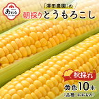 【ふるさと納税】【先行予約】秋とうもろこし 10本 おおもの 黄色 朝採り ／ 期間限定 数量限定 ハウス栽培 産地直送 甘い スイートコーン とうもろこし 野菜 あわら ※2024年10月10日より順次発送