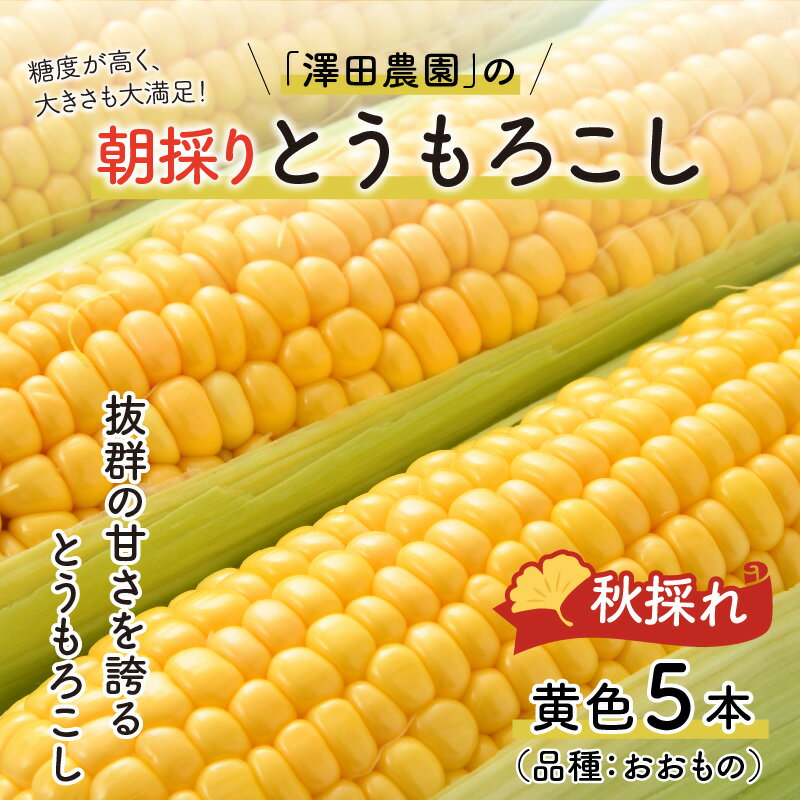 【ふるさと納税】【先行予約】秋とうもろこし 5本 おおもの 黄色 朝採り ／ 期間限定 数量限定 ハウス栽培 産地直送 甘い スイートコーン とうもろこし 野菜 あわら ※2024年10月10日より順次発送