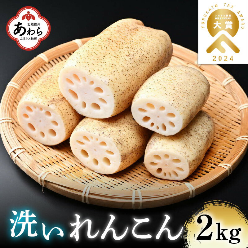 [先行予約]洗いれんこん 2kg [発送直前に収穫してお届け!] シャキっとした歯触り! / 有機肥料 低農薬 蓮根 レンコン 野菜 根菜 正月 ※2024年11月中旬以降順次発送