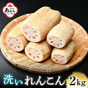 【ふるさと納税】洗いれんこん 2kg 《発送直前に収穫してお届け！》 シャキっとした歯触り！／ 有機肥料 低農薬 蓮根 レンコン 野菜 根菜 正月