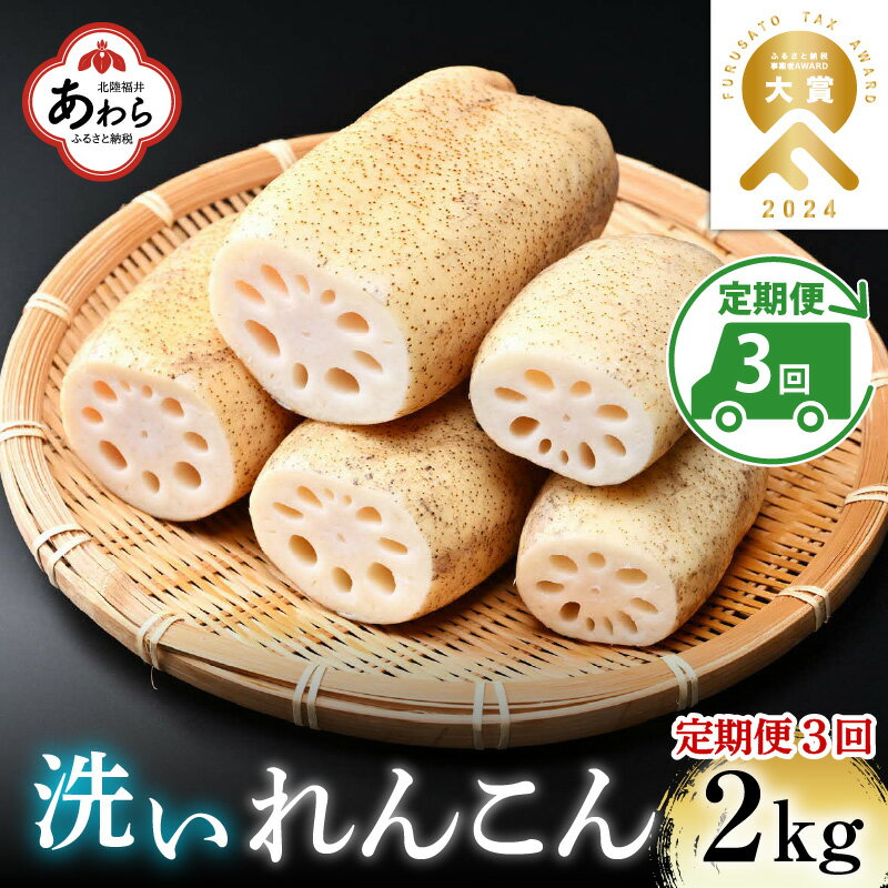 【ふるさと納税】【先行予約】＜定期便3回＞ 洗いれんこん 2kg 《発送直前に収穫してお届け！》 シャ...