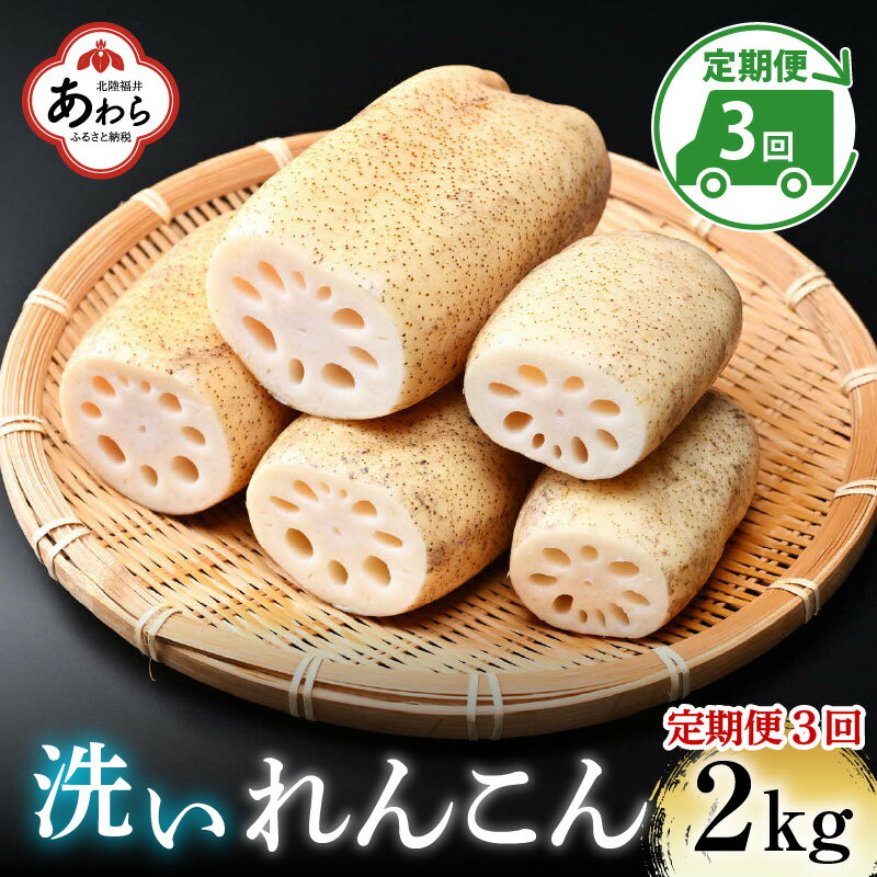 【ふるさと納税】【先行予約】＜定期便3回＞ 洗いれんこん 2kg 《発送直前に収穫してお届け！》 シャキっとした歯触り！／ 有機肥料 低農薬 蓮根 レンコン 野菜 根菜 正月 ※2024年11月中旬以降順次発送